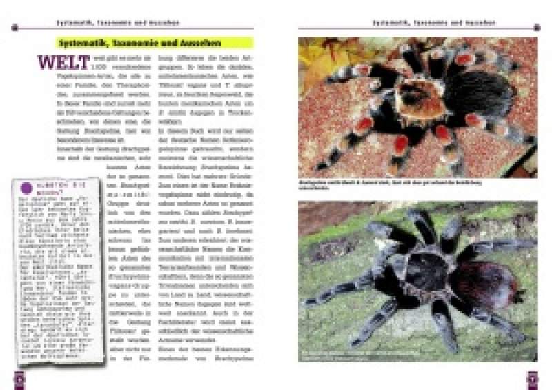 Preview: Die Rotknievogelspinne
